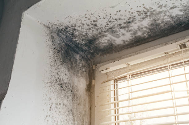 Affordable Basement Mold Removal solutions in Port Orchard, WA