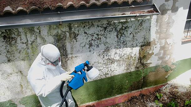 Top rated local Basement Mold Removal specialists in Port Orchard, WA